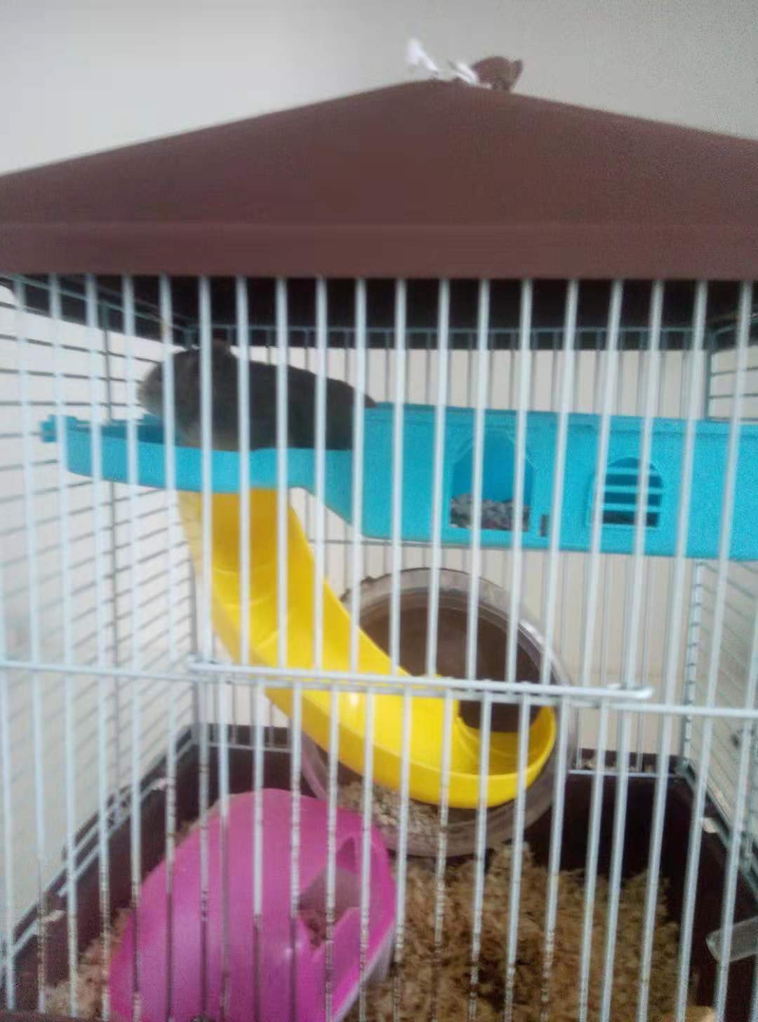 我家的小仓鼠,我家的小仓鼠30字日记