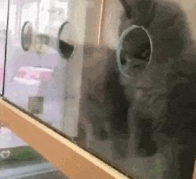 众所周知的猫咪,猫咪是液体也是固体