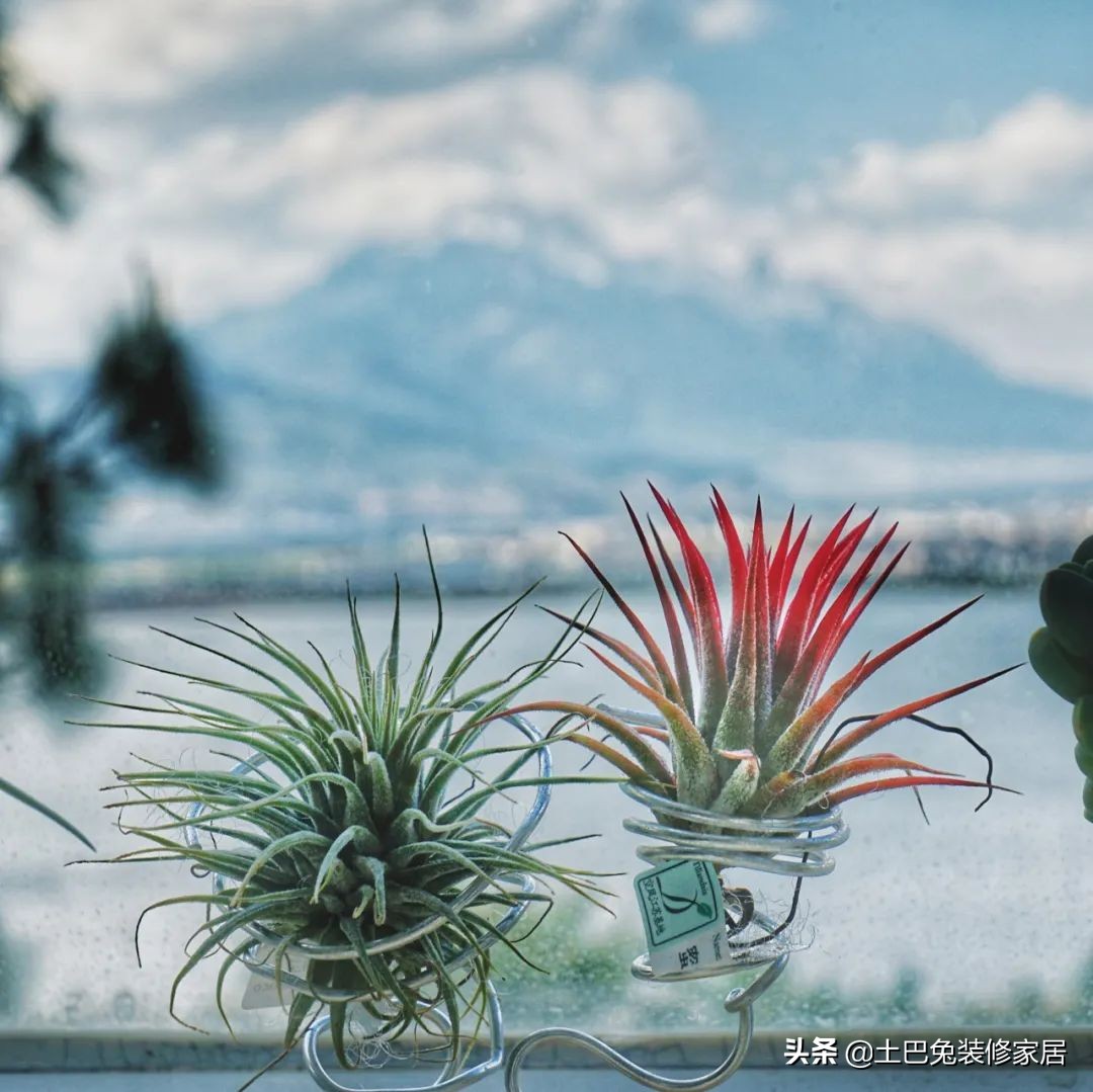 十款居家可养的植物,招财又好养的植物