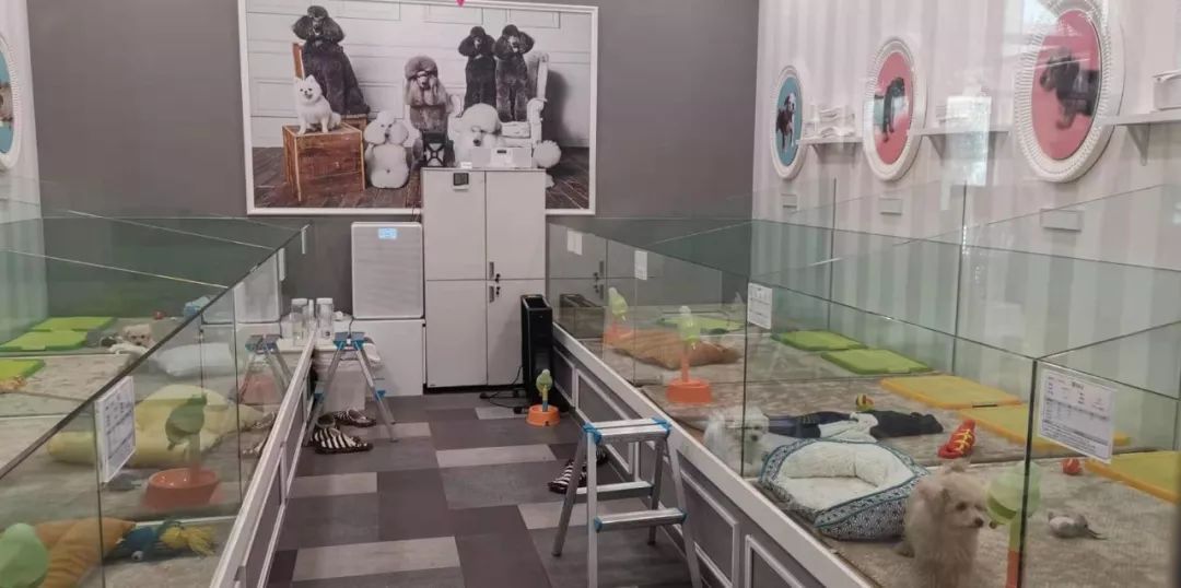 韩国宠物店推荐,韩国宠物店体验