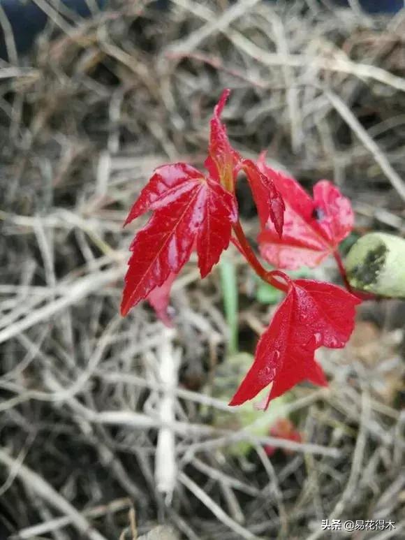日本红枫和中国红枫有什么区别,日本红枫和中国红枫盆景的区别