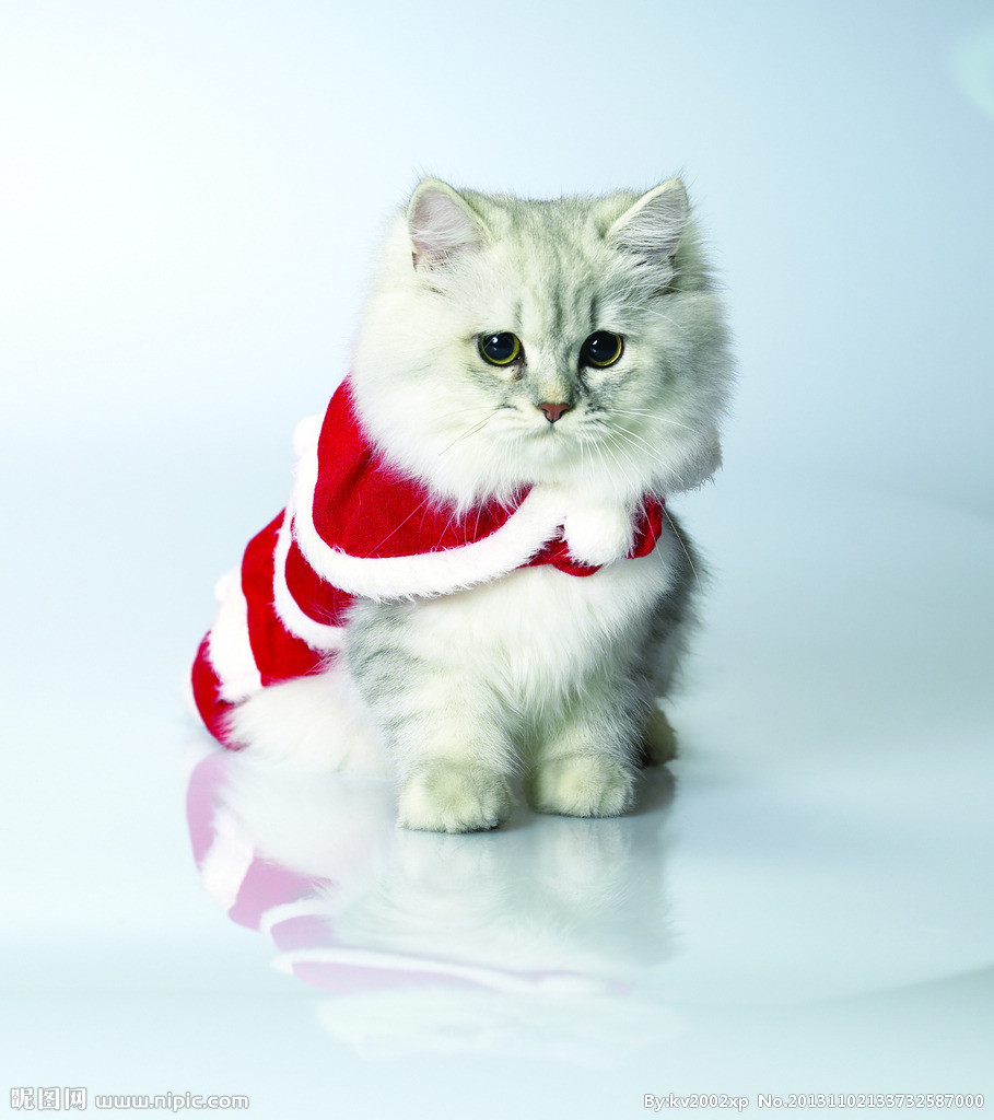 有些人家里养了非常多的猫咪,很多人都养猫咪的原因