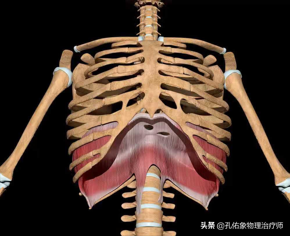健康科普学这几招缓解产后腰痛,孕晚期突然腰痛厉害是产前征兆吗