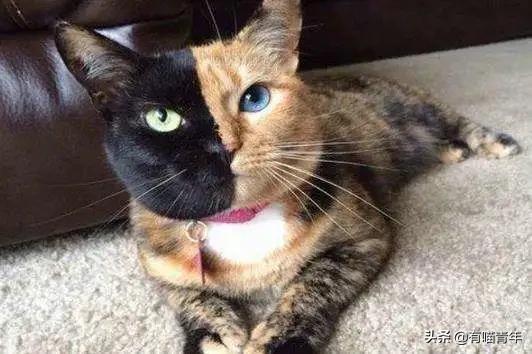 喷墨机为何突然对猫下此毒手?