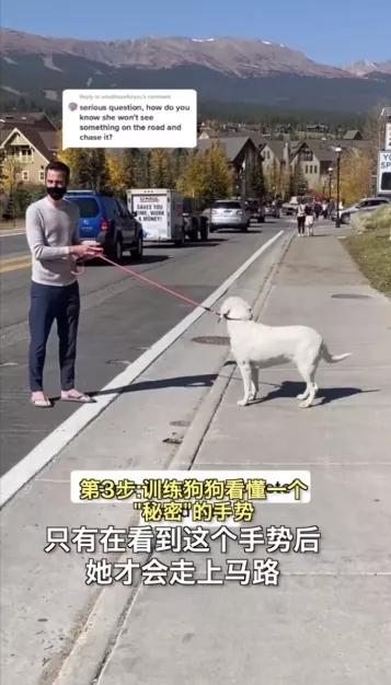 汪星人名字叫什么,汪星人的名字