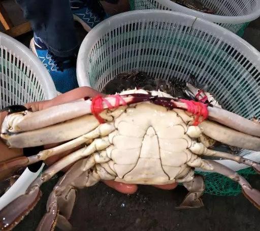 买螃蟹别瞎拿,牢记5个妙招,买的螃蟹个个膏满肉肥,不花冤枉钱