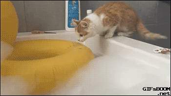 猫得了猫藓怎么办，不用慌，其实没那么复杂！耐心加科普即可