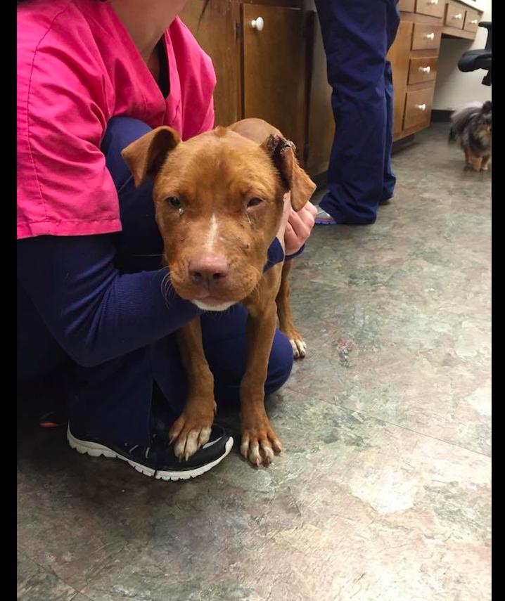 狗狗被马蜂蛰了不良反应呕吐,狗狗下巴被蝎子蛰肿