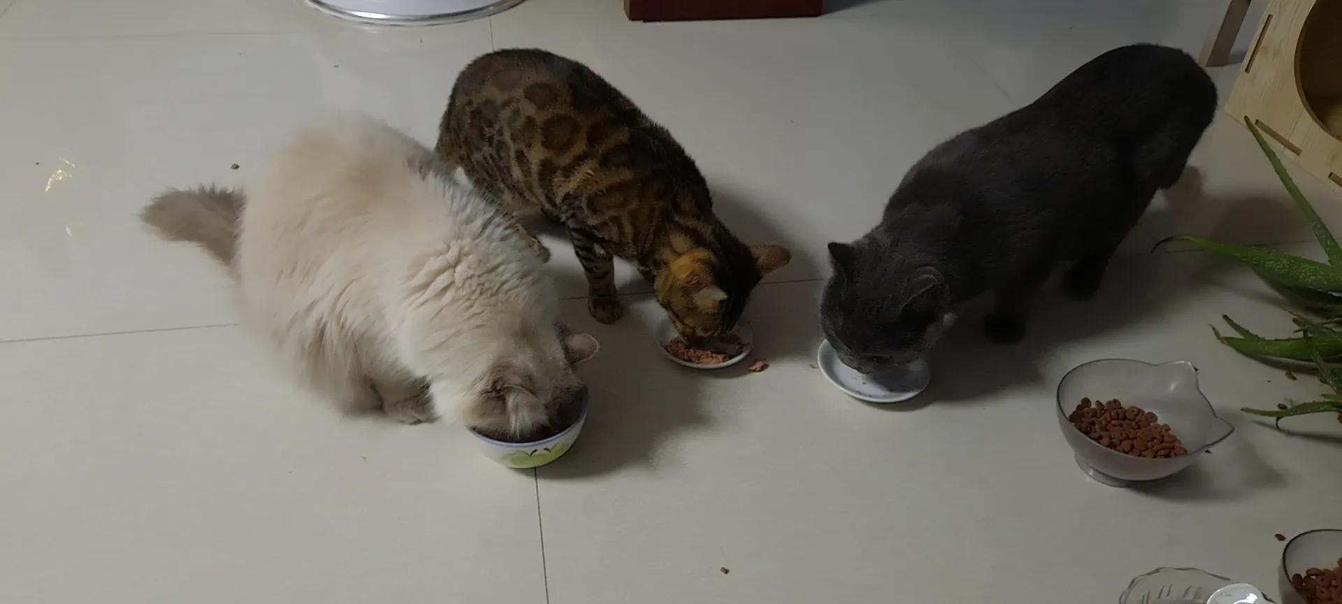 三只小猫的故事,三只小猫的故事感想