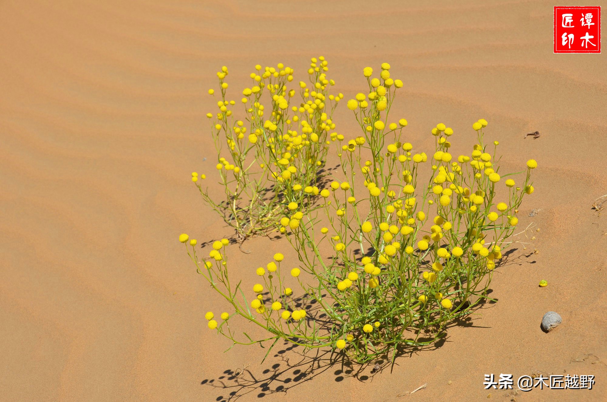 当木工学徒,当木匠的故事
