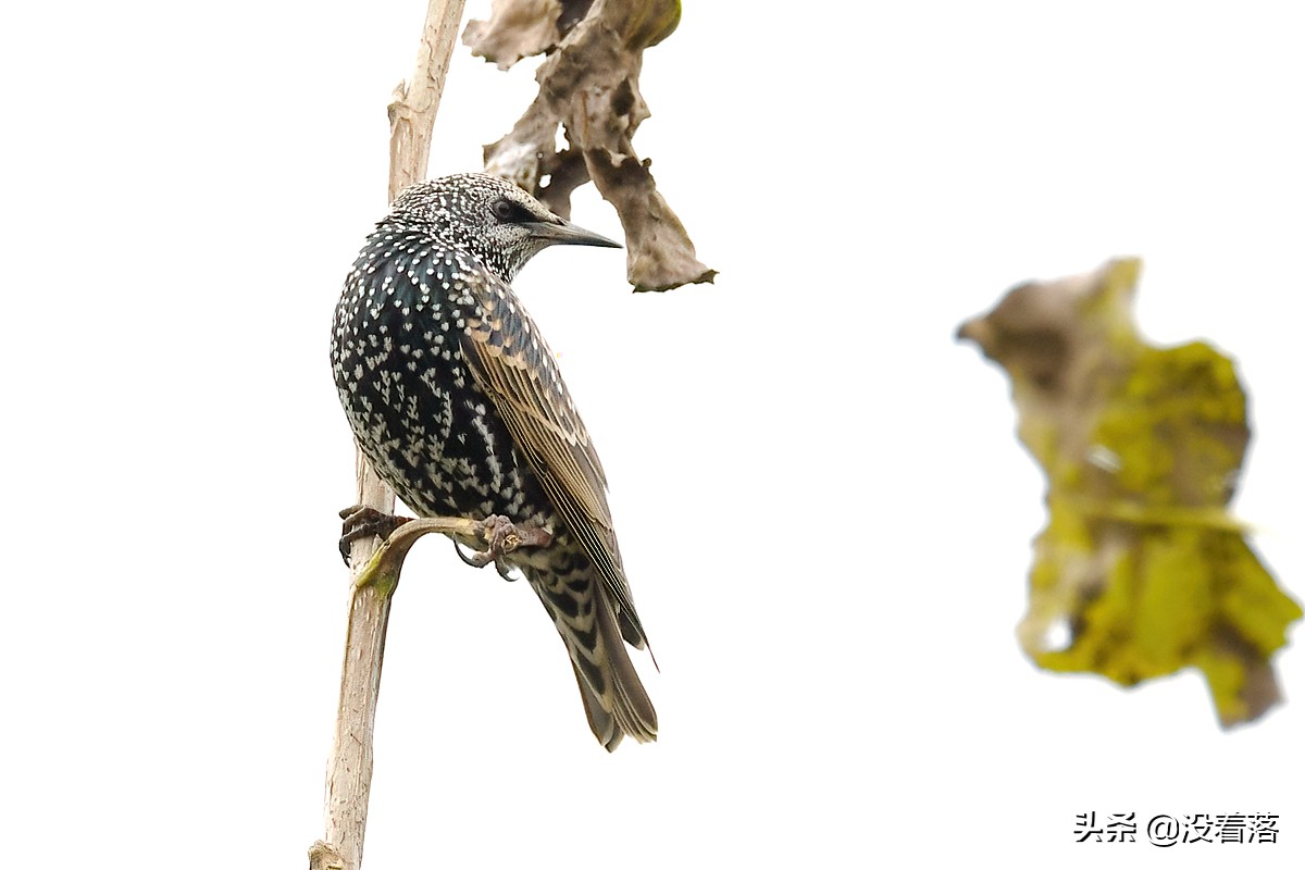 「10.13」北京沙河观鸟日记：收获长尾山椒鸟与中华攀雀