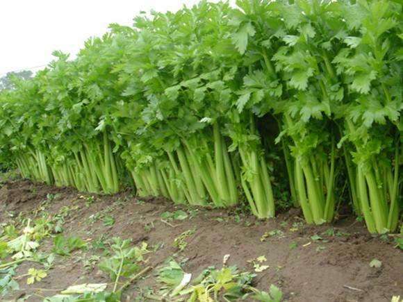 西芹籽胶囊对痛风有好处吗,西芹汁对痛风有好处吗