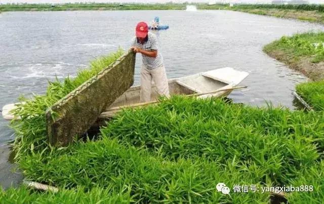 他把空心菜种到池塘里，鱼虾产量高得惊人！