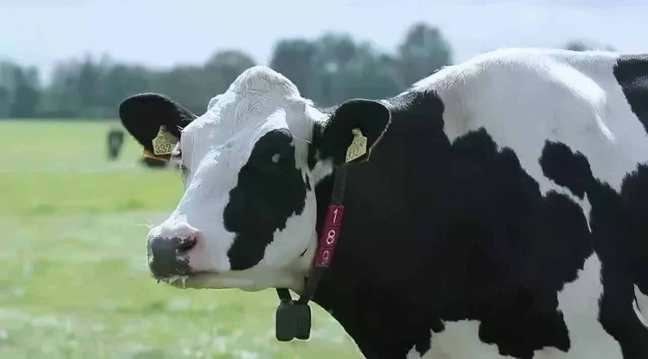 澳优珀淳奶粉是水解蛋白奶粉吗,澳优淳奶粉有什么优势