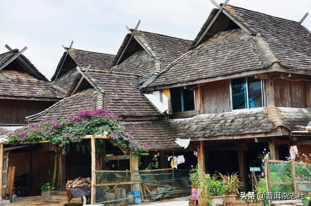 南糯山普洱茶核心产区,南糯山云南农科院茶叶研究所