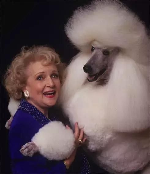 真正的泰迪犬有哪些品种,泰迪犬的潜力有哪些