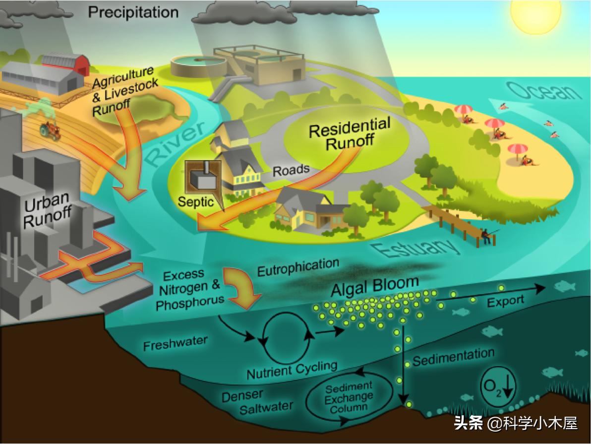 暴雨淋野生鱼会死吗,高温导致鱼类死亡