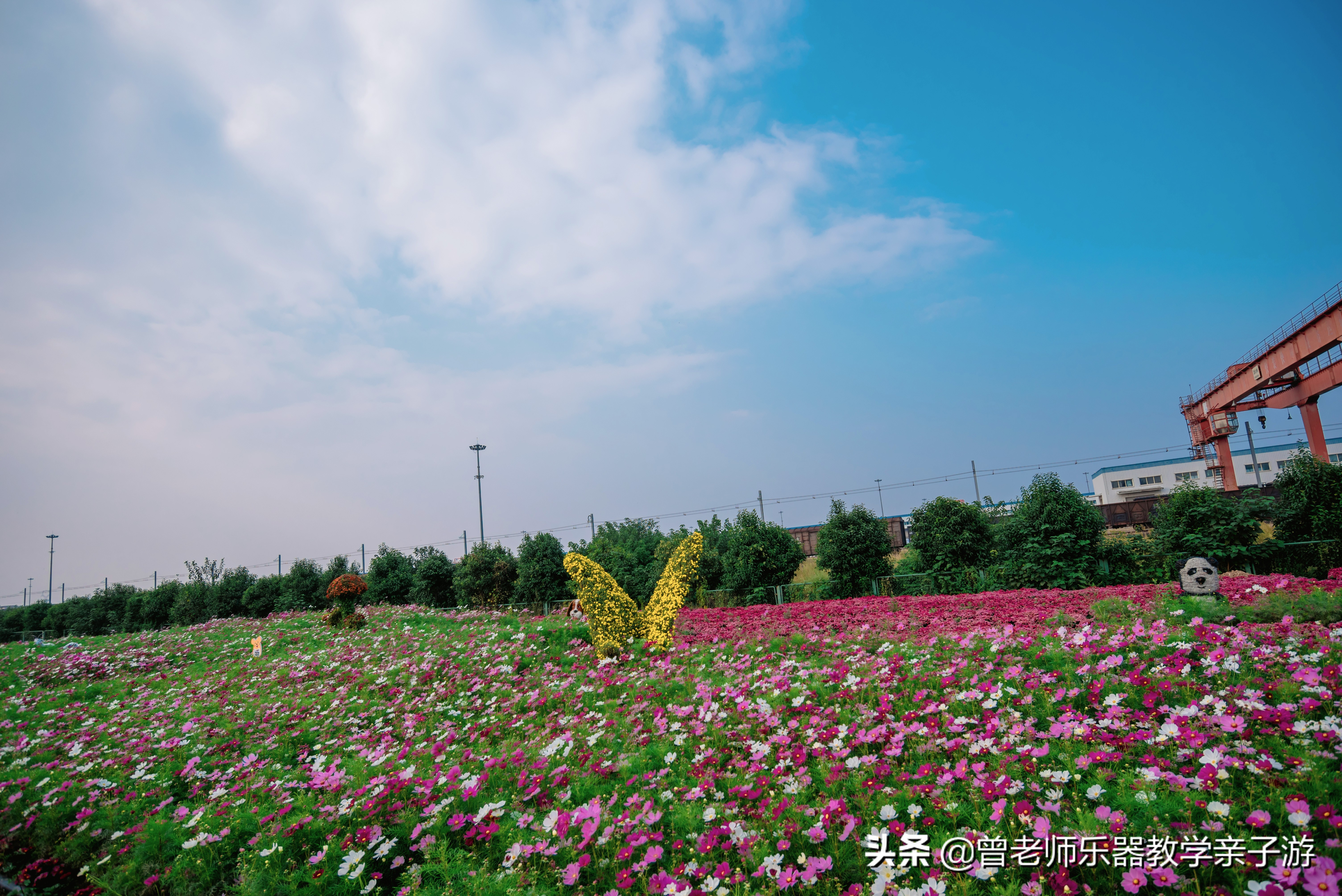 爱菊研学游,爱菊丝路文化菊花园西安