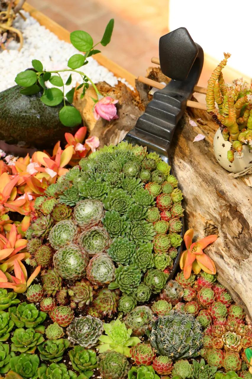 这个年销量上亿株多肉的县城，举办了首届多肉电商节