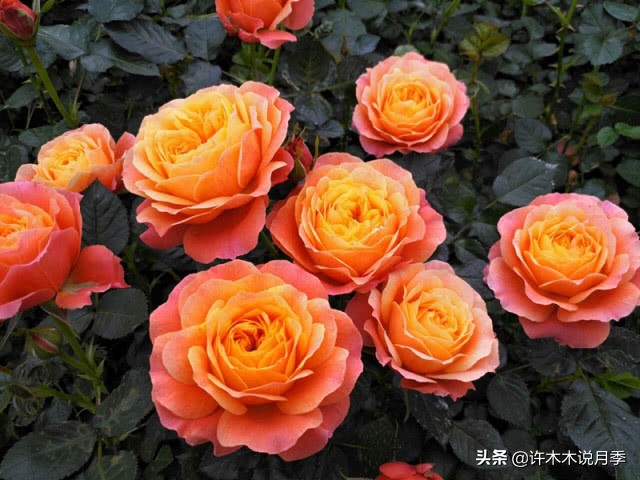 新手月季种植手册，牢记这6点，不死苗、开花多。新手收藏备用