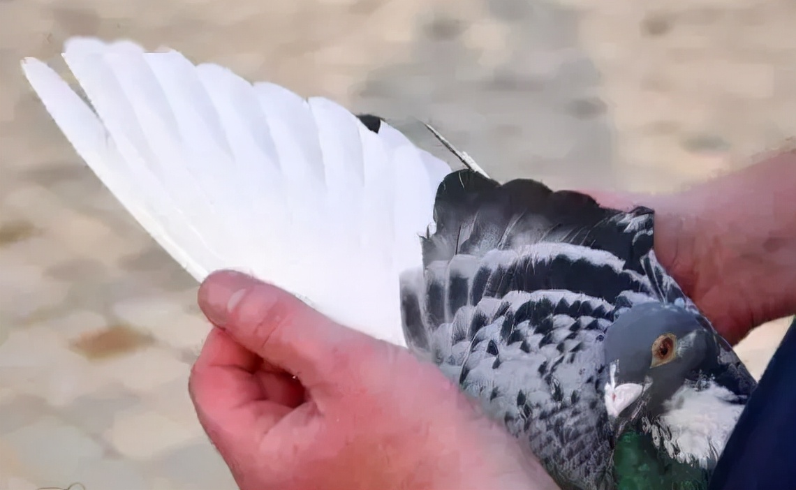 2019年最贵赛鸽成交价,赛鸽百万奖金