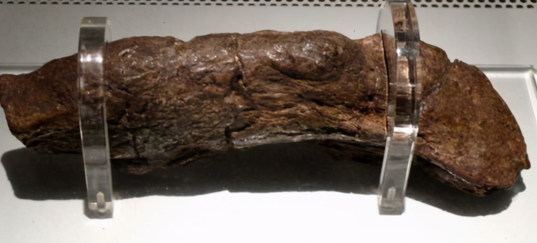 最大人类粪便化石,迄今为止人类发现最大的生物体