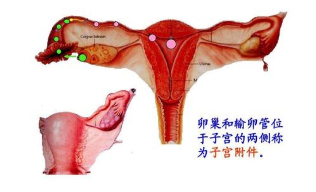 没有了子宫对身体有什么影响,没了子宫会有什么感觉