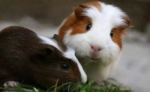 天竺鼠惊恐但贪吃,天竺鼠害怕会死掉吗