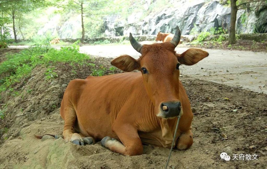 老牛的vlog用的索尼相机,老牛的样子