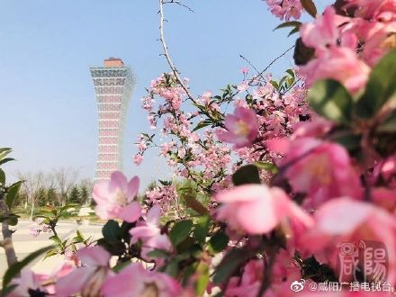 咸阳大西安文体功能区森博园,咸阳大西安文体功能区在售项目