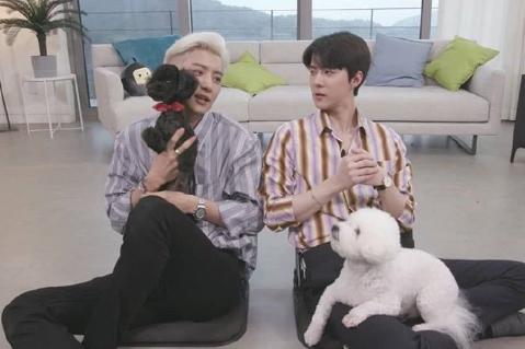 朴灿烈的多芬,多芬vivi吴世勋朴灿烈