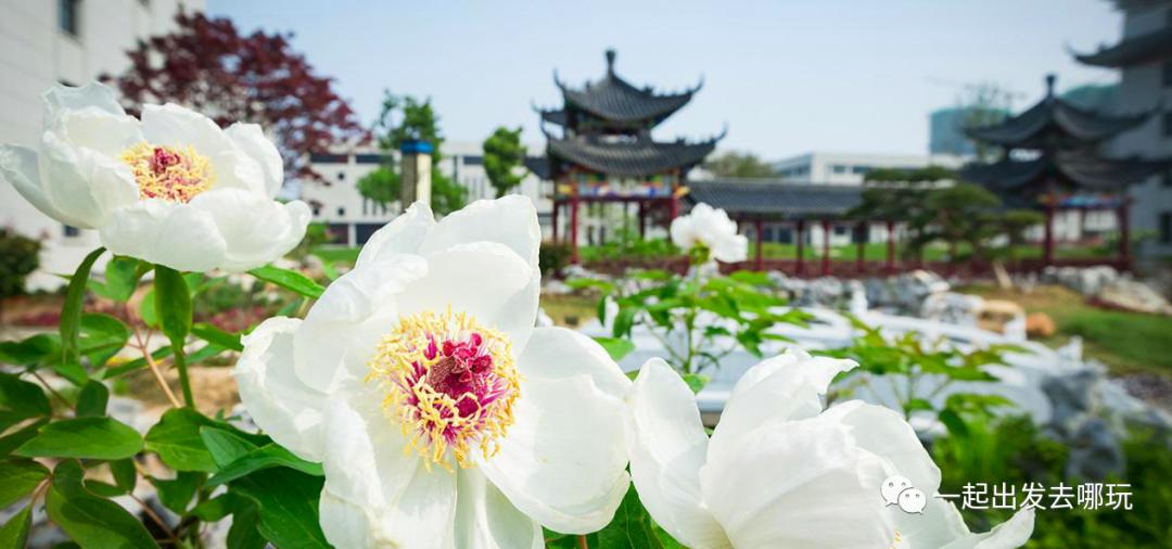 亳州芍花温泉团购,亳州芍药花海一日游