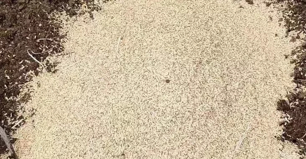 盆栽稻壳,稻壳盆栽的优点和弊端