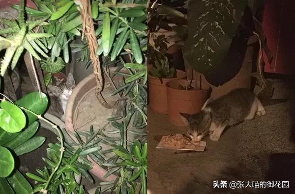猫咪主人中彩票,捡了流浪猫后中彩票