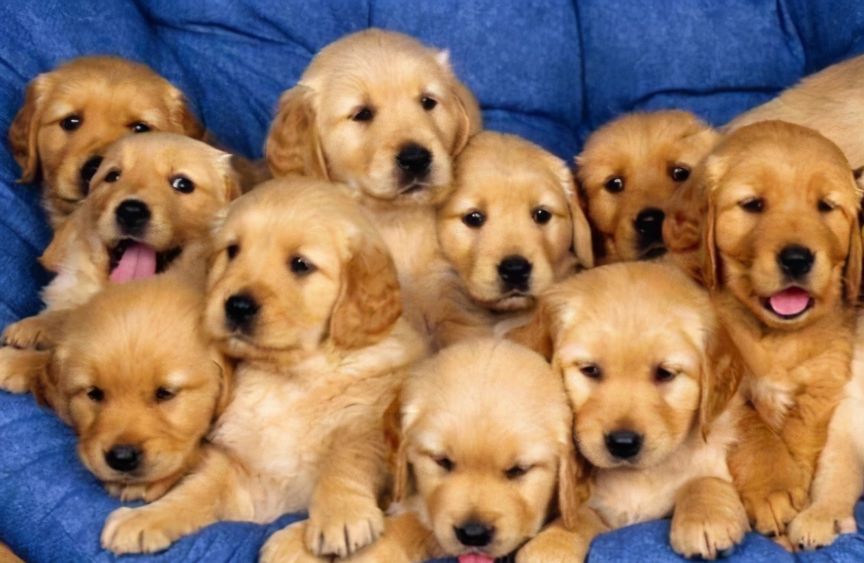 新手铲屎官金毛,新手铲屎官如何挑选健康的猫咪