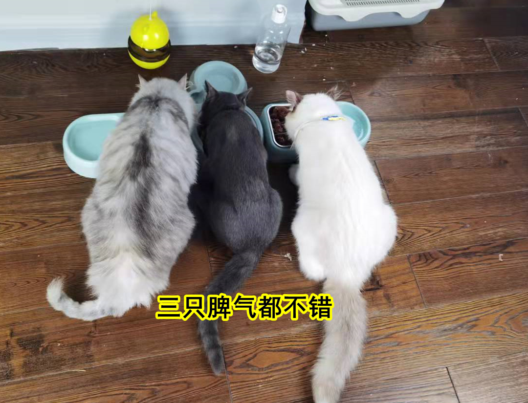 猫经常挠人怎么办,猫经常挠耳朵怎么办