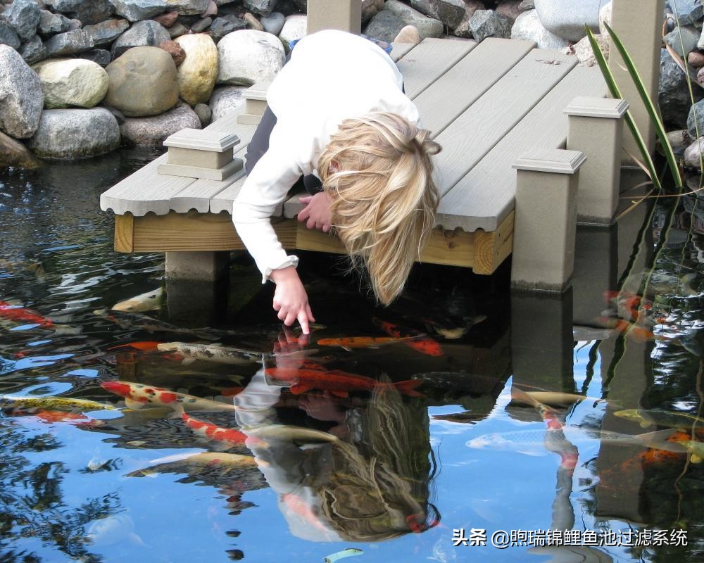 养鲤不是江湖，贵在知足常乐！