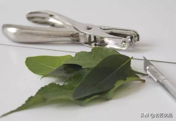 可爱又简单帅气的树叶手工,树叶创意手工高难度