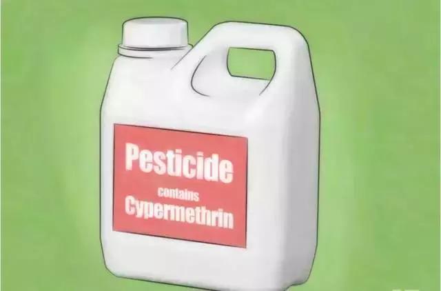 目前最有效的灭蟑螂方法,四种灭蟑螂的方法哪种更适合你