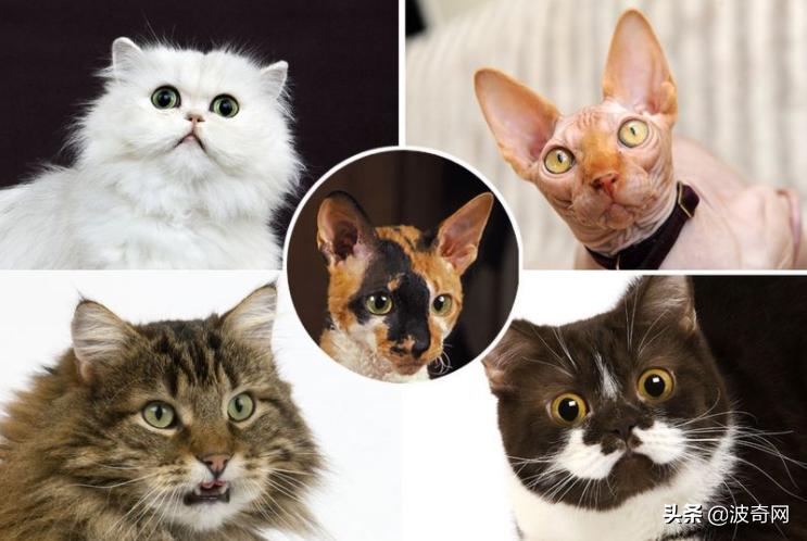 猫咪脸型体型怎么看,耳朵轮廓能看出猫咪的性格嘛