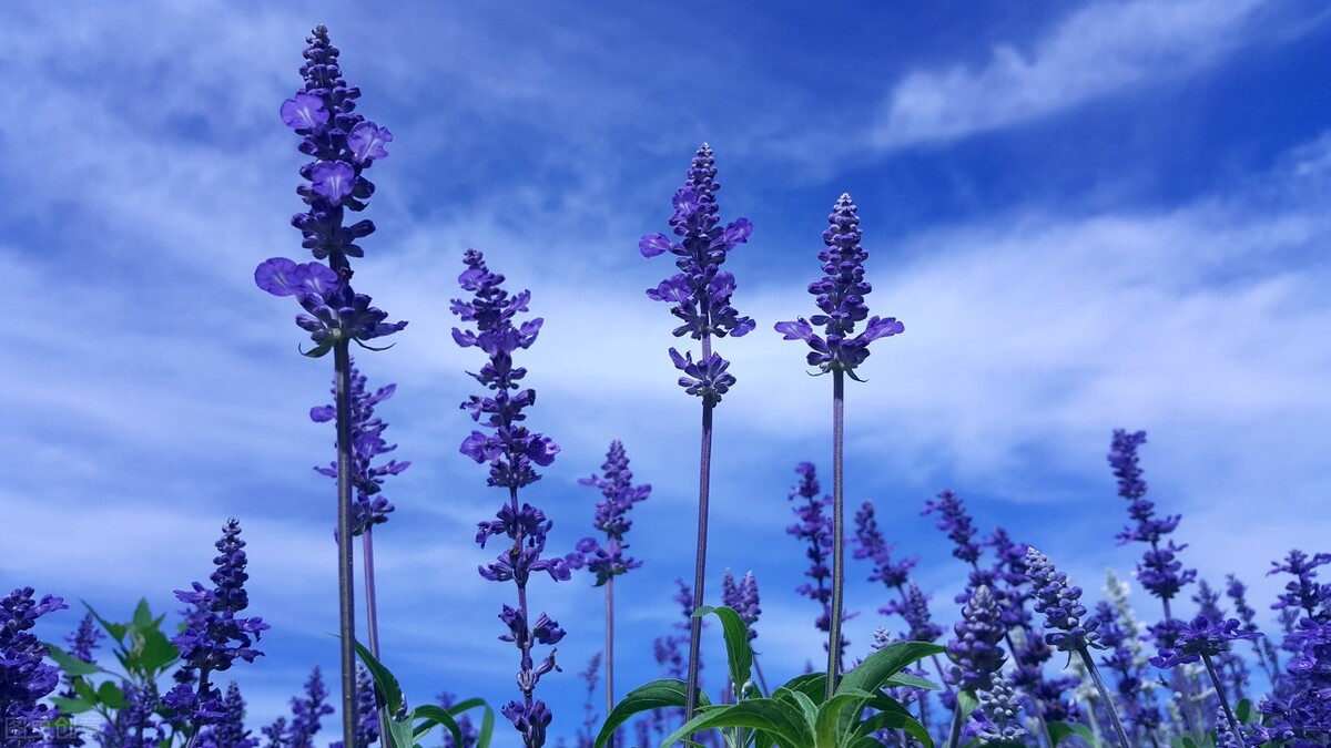 100种常见园林图鉴,列举20类不同的园林花卉