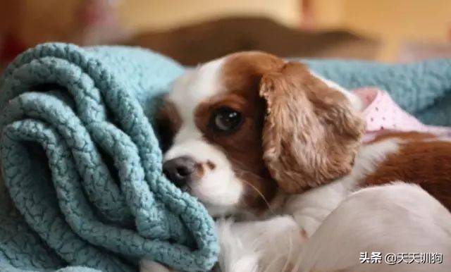 狗狗喷射状呕吐,狗狗呕吐怎么办如何解决