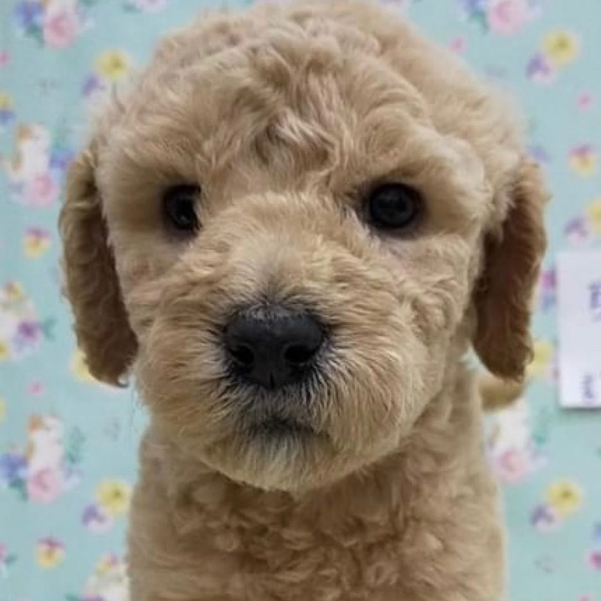 巨型贵宾犬发狂,巨型贵宾犬在家乱叫