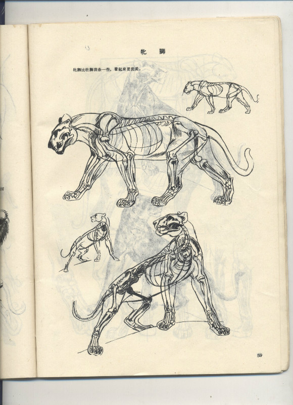 一百幅动物素描,近百幅动物画