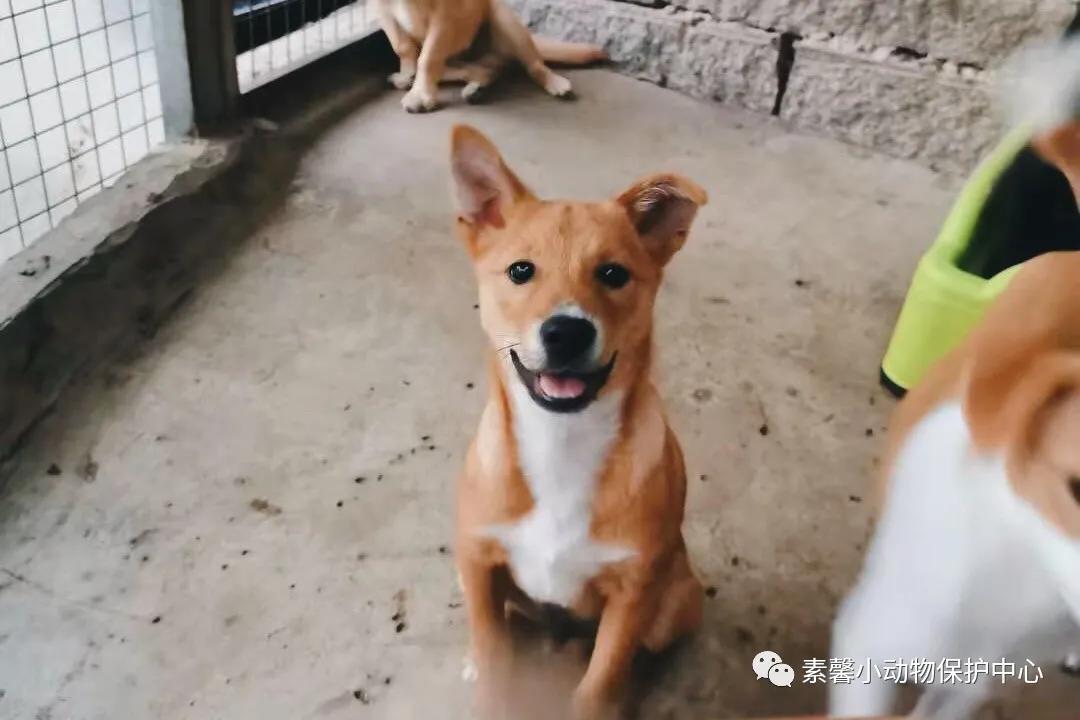 领养代替购买|2021年6月份福州线上宠物领养活动