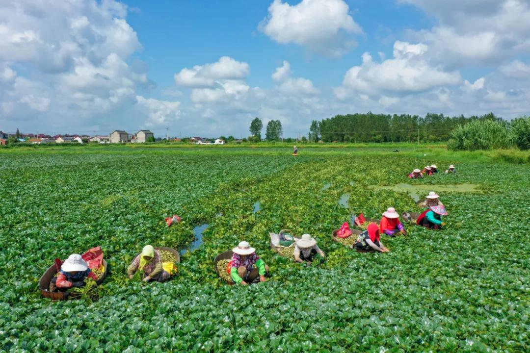 海安，魂牵梦绕是故乡——致天下海安人