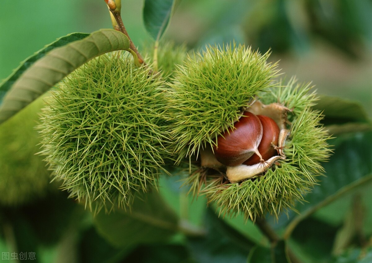 中秋佳节必吃的4种吉祥果,立秋建议多吃5样秋果