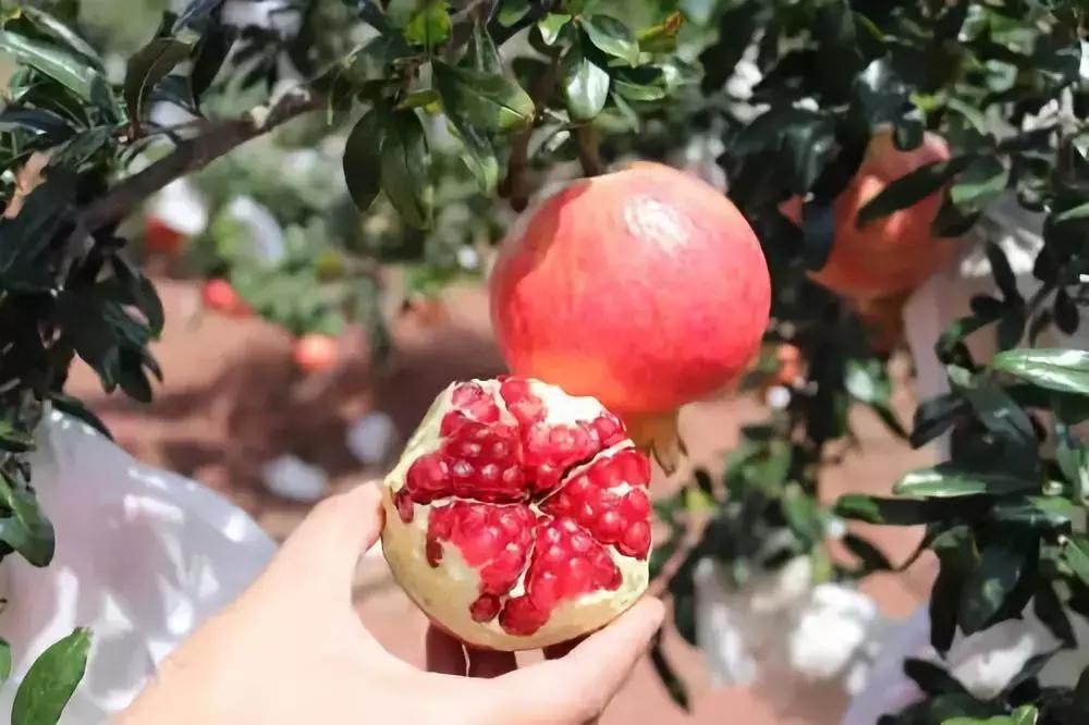 现在国内的水果为什么这么便宜,高端水果为什么有市场