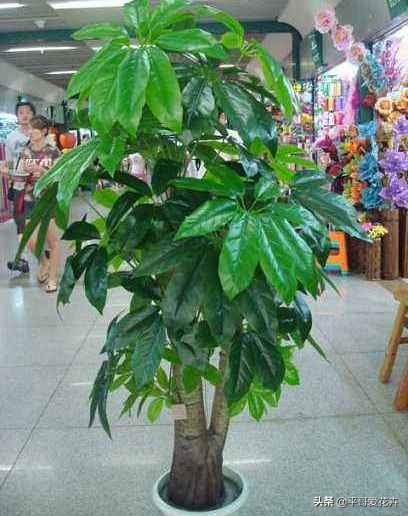 被冻伤花如何挽救,冬天冻不死的10种花