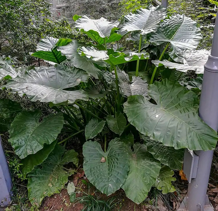 10种最毒花卉,20种大毒花